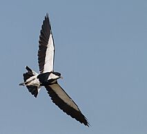 Vanellus spinosus, Yeruham Park, israel