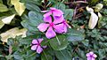 Vinca Catharanthus roseus in Bangladesh