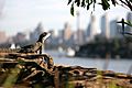 Water Dragon Sydney Harbour