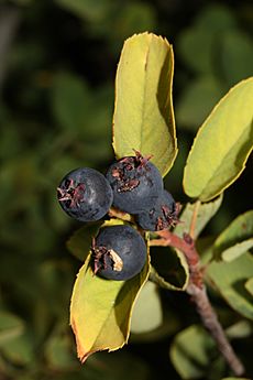 Amelanchier alnifolia 2802