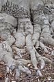 American Beech Fagus grandifolia Feet