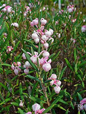 Andromeda polifolia 001