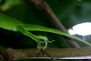 Anolis cuvieri legs