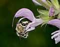 Anthophora on Salvia 1