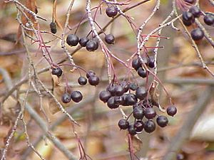 Aronia prunifolia0