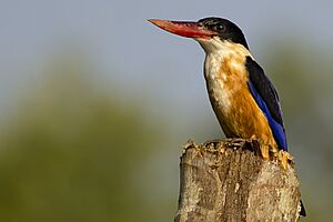 Black Capped Kingfisher