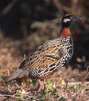 Black Francolin.jpg