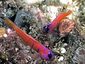 Bluebanded Gobies