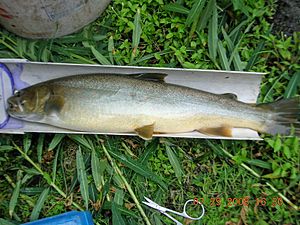 Bull Trout.JPG