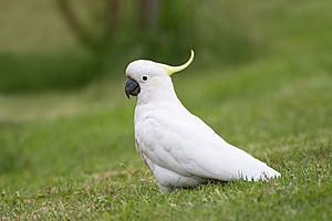 Cacatua galerita Risdon