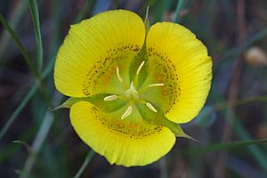 Calochortus luteus MtTam.jpg