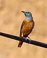 Common rock thrush