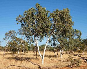 Corymbia flavescens.jpg