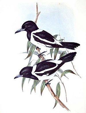 Cracticus nigrogularis by John Gould