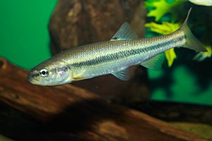 Creek Chub, Semotilus atromaculatus.jpg