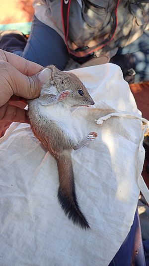 Crest-tailed Mulgara