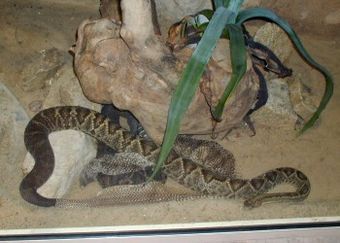 Crotalus durissus terrificus1