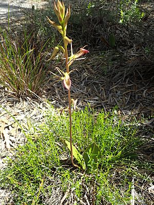 Cryptostylis ovata habit