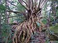 Deciduous Fig Foxground NSW Australia