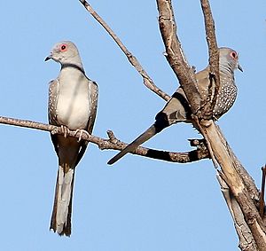 Diamond Dove 6265-1.jpg