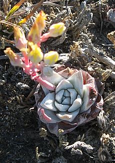 Dudleya gnoma