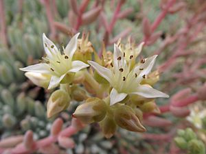 Dudleya virens hassei