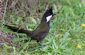 Eastern Whipbird.jpg