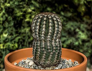 Echinocereus reichenbachii by RO.jpg