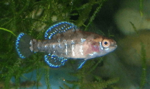 Elassoma okefenokee male