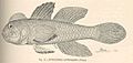 FMIB 39794 Lophogobius cyprinoides (Pallas).jpeg