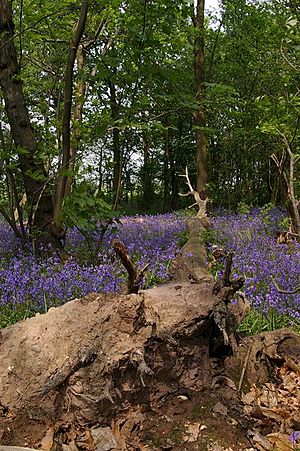 Fallen tree in Belhus Wood