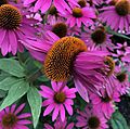 Fasciation on an Echinacea purpurea