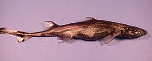 Green lanternshark nmfs1.jpg