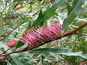 Grevillea barklyana.jpg