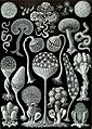 Haeckel Mycetozoa