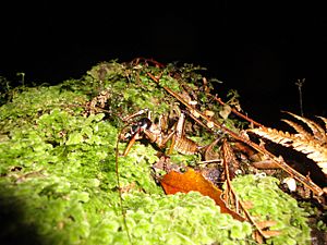 Hemideina thoracica East Cape