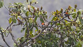 Himalayan Cutia in Flock Neora Valley National Park West Bengal India 16.04.2016