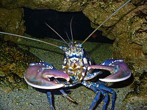 Homarus gammarus 01