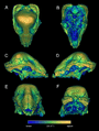 Journal.pone.0021422.g001 Stegoceras skulls