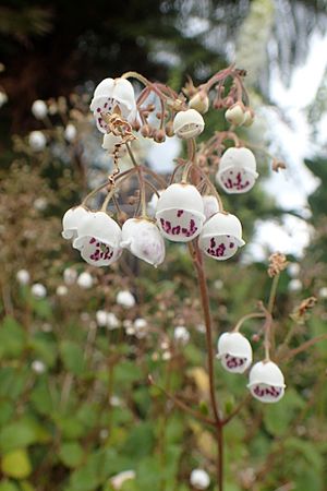 Jovellana sinclairii kz3.jpg