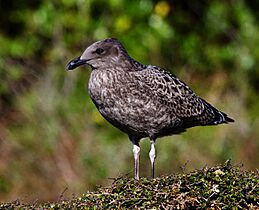 Larus dominicanus2