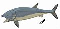 Leedsichthys problematicus