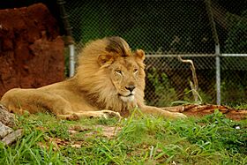 Lion relaxing (5213312177)