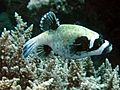 Masked puffer arothron diadematus.jpg