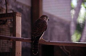 Mauritius kestrel in release cage