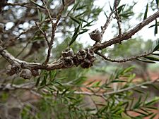 Melaleuca delta (fruits)