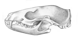 Miacisreconstructedskull2