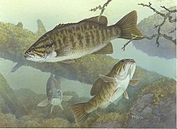 Micropterus dolomieu2.jpg