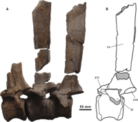 Morelladon dorsal vertebrae.PNG