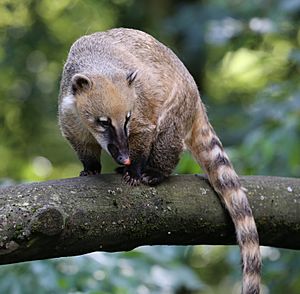 Nasenbaer Nasua nasua Zoo Augsburg-04.jpg